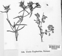 Melampsora euphorbiae image